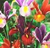 Holländsk iris 'Tiger Mix'