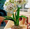 Amaryllis 'Nymph'®