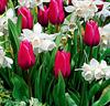 Tulpaner 'Christmas Marvel' + Narcisser 'Thalia'