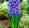 Hyacinter 'Blue Jacket'