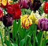 Papegojtulpaner i sorterade färger