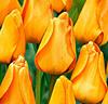 Tulpaner 'Daydream'