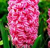 Hyacinter 'Pink Pearl'