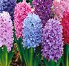 Hyacinter Mix
