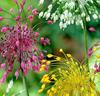 Allium 'Fyrverkeri' Mix