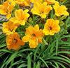Daglilja 'Stella de Oro'