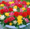 Dubbla tidigblommande tulpaner Mix