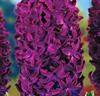 Hyacinter 'Woodstock'®