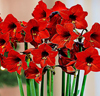 Amaryllis 'Lovely Garden'