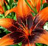 Asiatisk tangolilja 'Orange Art'®