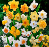 Narcisser Mix