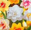 Dubbelblommiga narcisser Mix