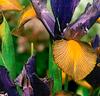Holländska iris 'Gipsy Beauty'®