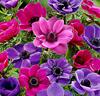 Anemoner 'De Caen' Mix
