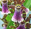 Orkidé 'Zygopetalum'