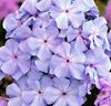 Flox 'Lilac Time'