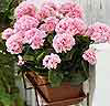 Pelargonia rosa - Sidenväxt