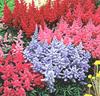 Astilbe Mix