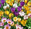 Botaniska krokusar Mix