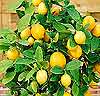 Citronträd 'Tipico Toscano'