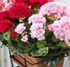 Pelargonior Mix - Sidenväxt