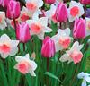 Tulpaner 'Mistress' och Narcisser 'Pink Pride'