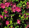 Hibiskus 'Woodbridge'