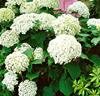 Vidjehortensia 'Annabelle'