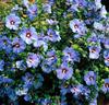 Hibiskus 'Blue Bird'