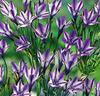 Brodiaea 'Rudy'®