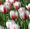 Tulpaner 'Happy Generation'®