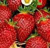 Jordgubbar 'Korona'
