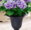 Hortensia 'Tivoli'