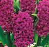 Hyacinter 'Amethyst'