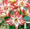 Amaryllis 'Blossom Peacock'®