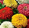 Zinnia elegans 'Zesty' Mix