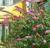 Syrenbuddleja 'Pink Delight'