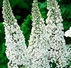Syrenbuddleja 'White Profusion'