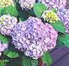 Hortensia 'Renate Steiniger'