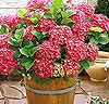 Hortensia 'Fireworks'