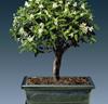 Bonsai 'Serissa foetida'