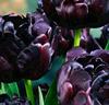Tulpaner 'Black Hero'®
