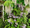 Klematis 'Nelly Moser' och Wisteria