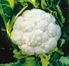 Blomkål 'Amazing'