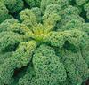 Grönkål 'Reflex' F:1 hybrid