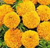 Tagetes 'Golden Age'