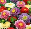 Aster 'Prinses' Mix