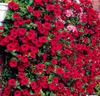 Petunia 'Fortunia' mörkröd