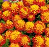 Tagetes 'Petit Harmony Boy'