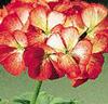 Storblommande pelargonior 'Sprinter' röd/vit